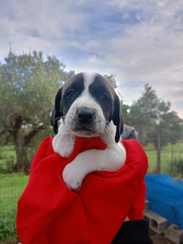  8 cuccioli in cerca d'amore “Regala un Sogno a Natale” 🎄 Foto 3